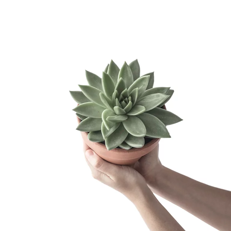 holding a small tub with light green secculent plant on it