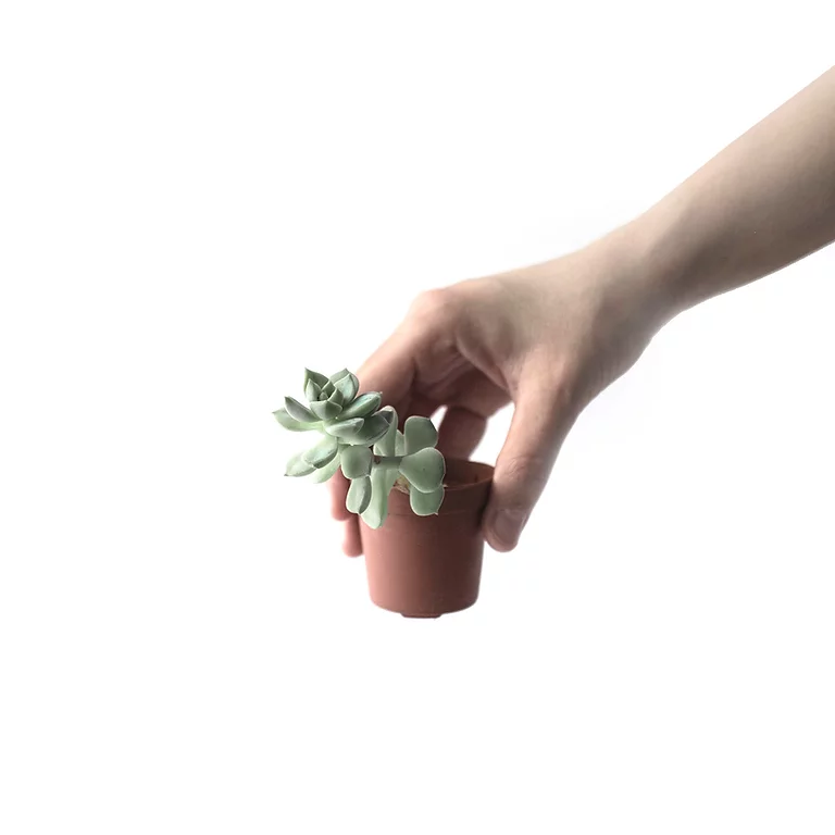 holding a very small growing plants in a tub