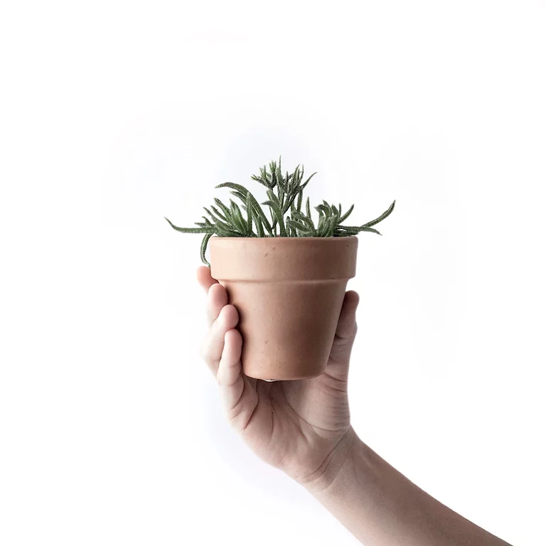 small growing plant with thick green leaves in a tub holding on a hand