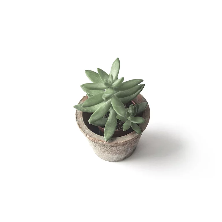 half grown plants with thick green leaves in a big tub